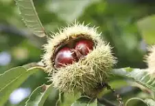 A chestnut emerging from its spiny green husk.