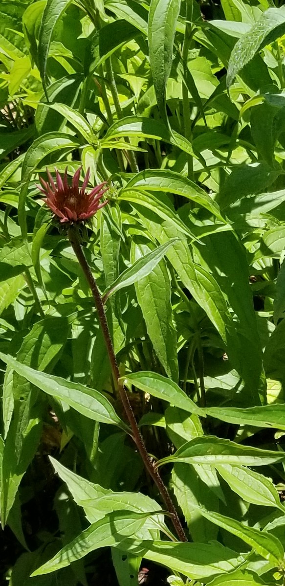 A dark red flower bud among green leaves.