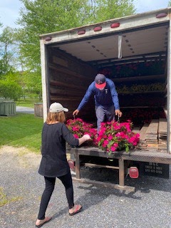 Two people moving flowering plants at the back of a truck.