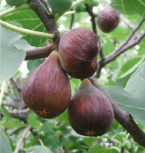 Purple figs growing on a leafy branch.