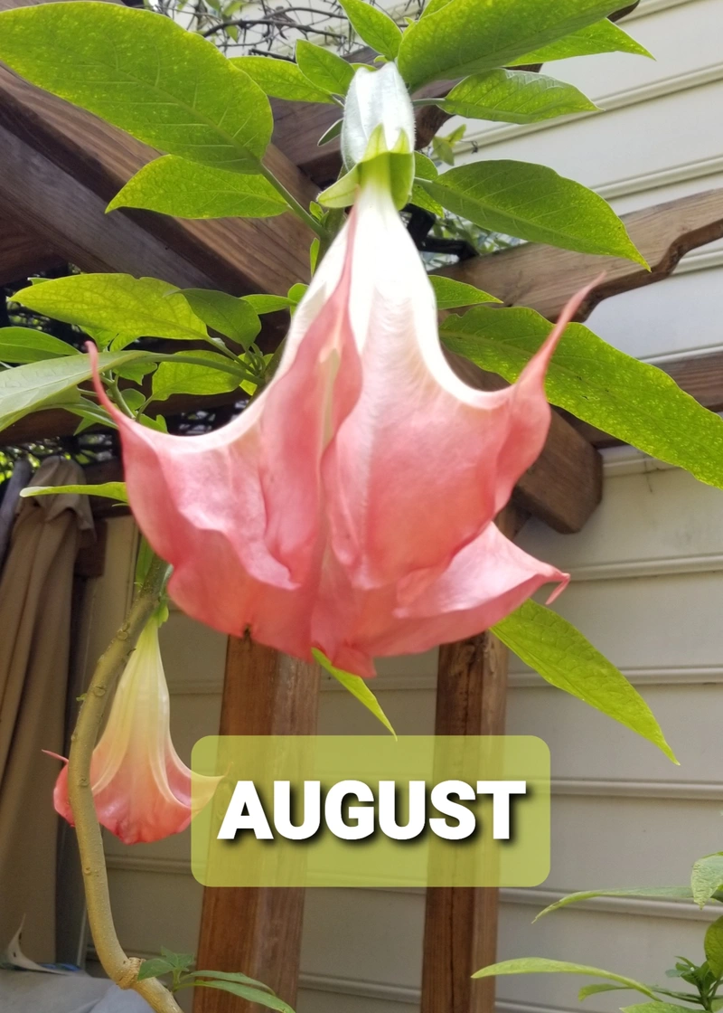 Pink trumpet-shaped flowers with an “August” label.