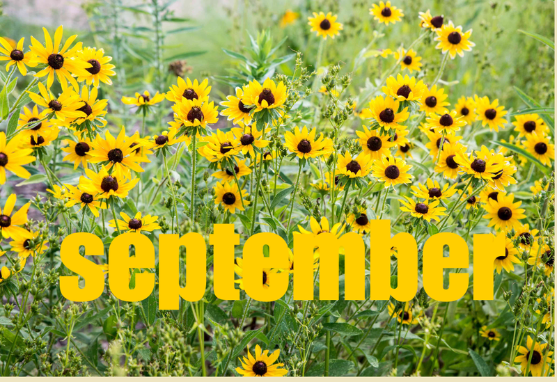 The word “September” over a field of yellow flowers.