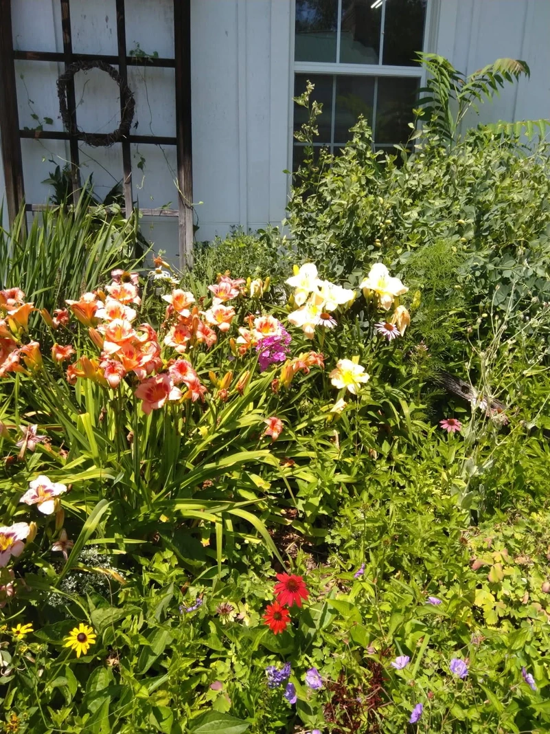 Flowers growing beside a Museum window